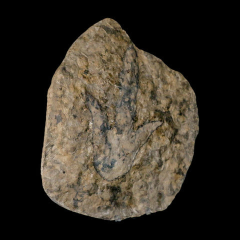 5.6" Grallator Variabilis Dinosaurs Tracks Foot Prints Jurassic Age France COA, Stand