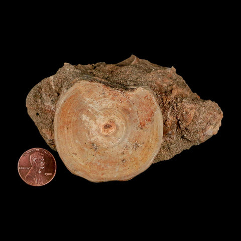 51MM Otodus Obliquus Shark Vertebrae Fossil Bone In Matrix Morocco COA - Fossil Age Minerals