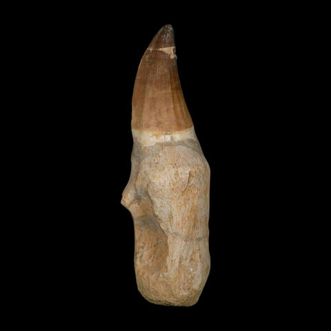 XL 5.7" Mosasaur Prognathodon Fossil Tooth Rooted Cretaceous Dinosaur Era COA
