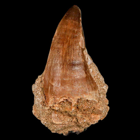 XL 2.4" Mosasaur Prognathodon Fossil Tooth Cretaceous Dinosaur Era COA & Stand