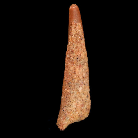 0.9" Pterosaur Coloborhynchus Fossil Tooth Upper Cretaceous Morocco COA & Display - Fossil Age Minerals