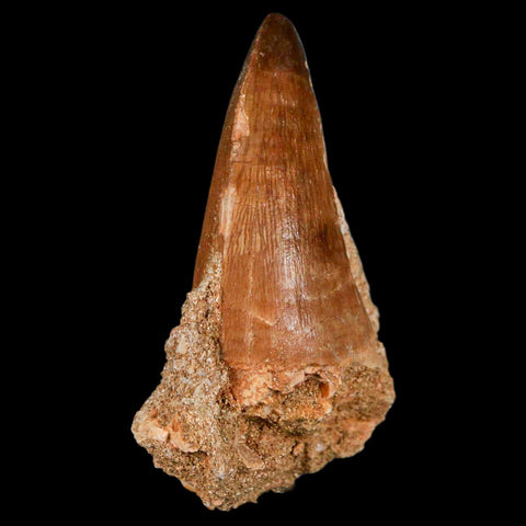 XL 2.4" Mosasaur Prognathodon Fossil Tooth Cretaceous Dinosaur Era COA & Stand - Fossil Age Minerals