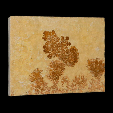 3.1" Pyrolusite Dendritic Limestone Solnhofen Upper Jurassic Age West Germany - Fossil Age Minerals