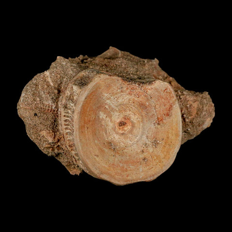 51MM Otodus Obliquus Shark Vertebrae Fossil Bone In Matrix Morocco COA - Fossil Age Minerals