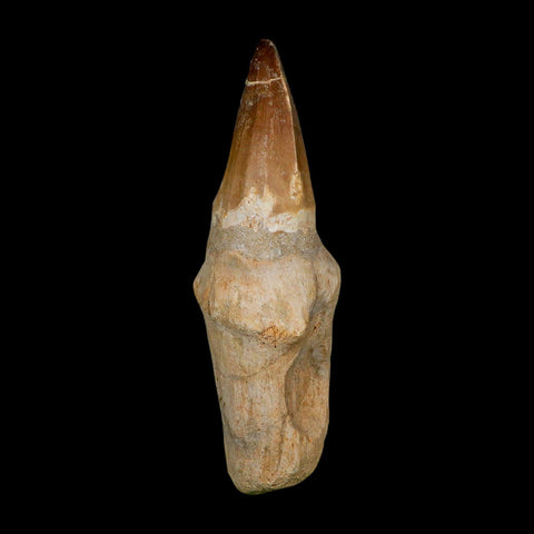XL 5.7" Mosasaur Prognathodon Fossil Tooth Rooted Cretaceous Dinosaur Era COA
