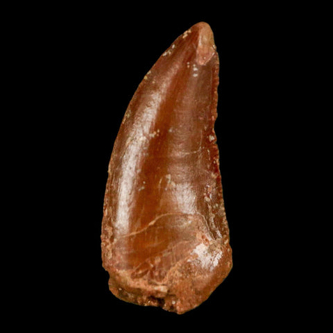 0.8" Abelisaur Serrated Tooth Fossil Cretaceous Age Dinosaur Morocco COA, Display - Fossil Age Minerals