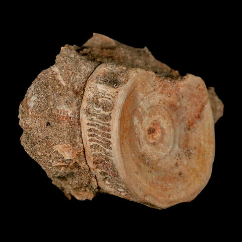 51MM Otodus Obliquus Shark Vertebrae Fossil Bone In Matrix Morocco COA - Fossil Age Minerals