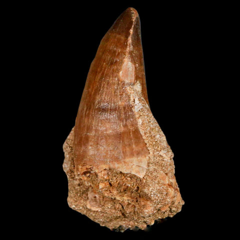 XL 2.4" Mosasaur Prognathodon Fossil Tooth Cretaceous Dinosaur Era COA & Stand - Fossil Age Minerals
