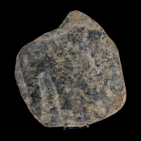 5.6" Grallator Variabilis Dinosaurs Tracks Foot Prints Jurassic Age France COA, Stand