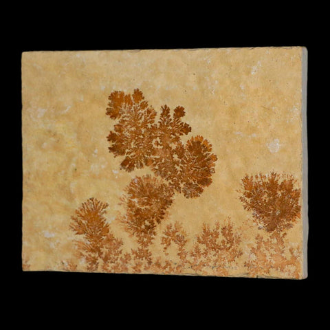 3.1" Pyrolusite Dendritic Limestone Solnhofen Upper Jurassic Age West Germany - Fossil Age Minerals