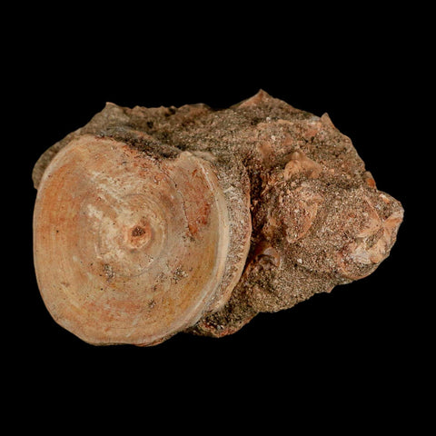 51MM Otodus Obliquus Shark Vertebrae Fossil Bone In Matrix Morocco COA - Fossil Age Minerals