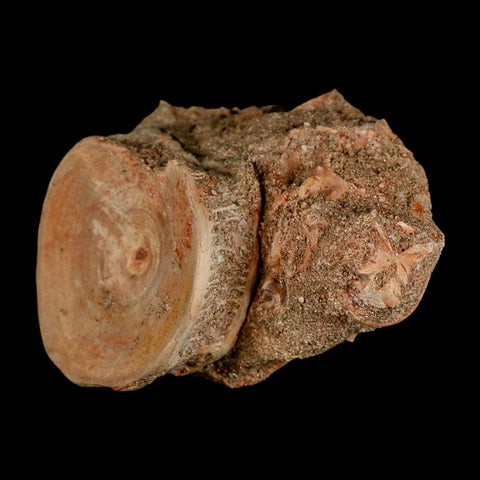 51MM Otodus Obliquus Shark Vertebrae Fossil Bone In Matrix Morocco COA - Fossil Age Minerals