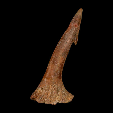 1.7" Sawfish Fossil Tooth Barb Onchopristis Numidus Cretaceous Dinosaur Era COA - Fossil Age Minerals