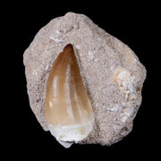 XL 2.1" Mosasaur Prognathodon Fossil Tooth In Matrix Cretaceous Dinosaur Era COA