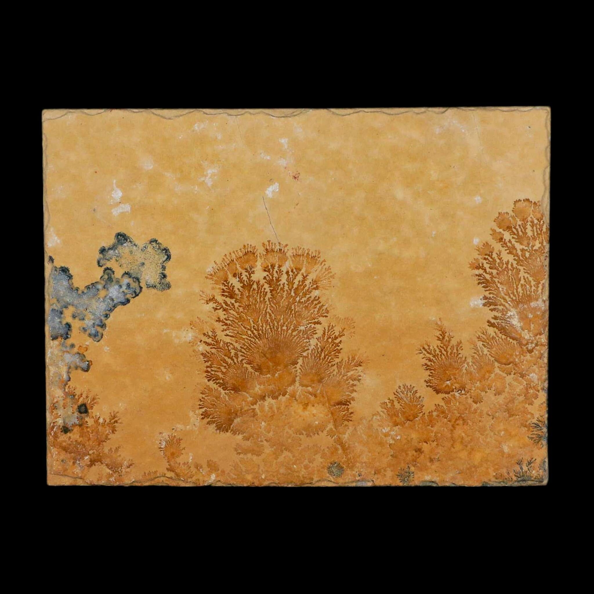 3.1" Pyrolusite Dendritic Limestone Solnhofen Upper Jurassic Age West Germany - Fossil Age Minerals