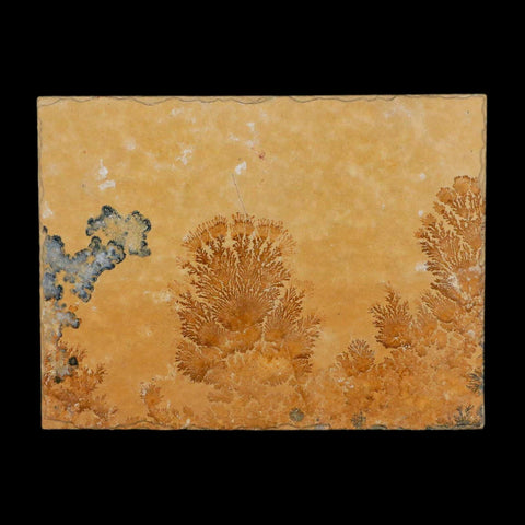 3.1" Pyrolusite Dendritic Limestone Solnhofen Upper Jurassic Age West Germany - Fossil Age Minerals