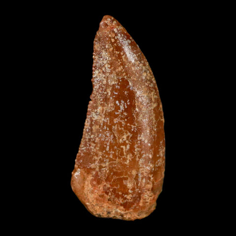 0.8" Abelisaur Serrated Tooth Fossil Cretaceous Age Dinosaur Morocco COA, Display - Fossil Age Minerals