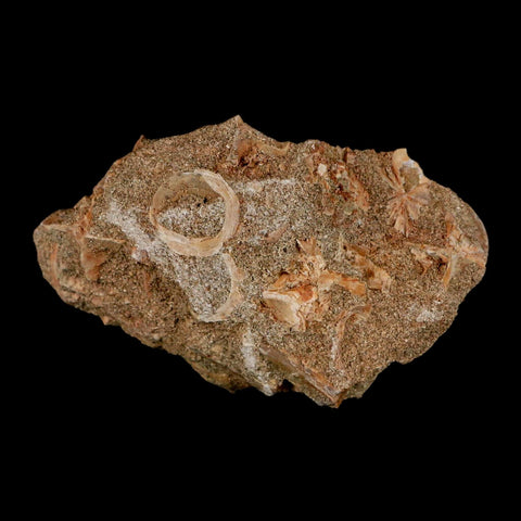 51MM Otodus Obliquus Shark Vertebrae Fossil Bone In Matrix Morocco COA - Fossil Age Minerals