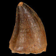 1.8" Mosasaur Prognathodon Fossil Tooth Cretaceous Dinosaur Era COA & Stand