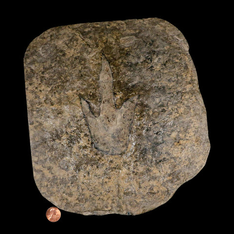 5.2" Grallator Variabilis Dinosaurs Tracks Foot Prints Jurassic Age France COA, Stand