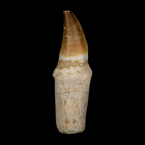 XL 5.1" Mosasaur Prognathodon Fossil Tooth Rooted Cretaceous Dinosaur Era COA