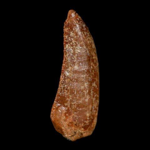 0.8" Abelisaur Serrated Tooth Fossil Cretaceous Age Dinosaur Morocco COA, Display - Fossil Age Minerals