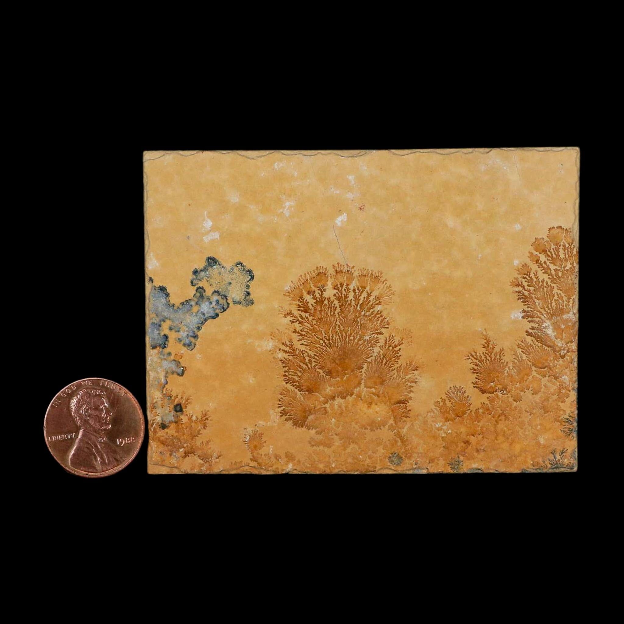 3.1" Pyrolusite Dendritic Limestone Solnhofen Upper Jurassic Age West Germany - Fossil Age Minerals