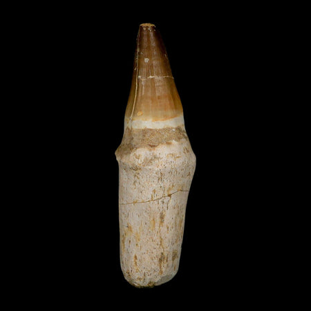 XL 5.1" Mosasaur Prognathodon Fossil Tooth Rooted Cretaceous Dinosaur Era COA