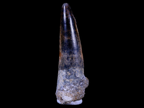 XL 3.2" Spinosaurus Fossil Tooth 100 Mil Yrs Old Cretaceous Dinosaur COA & Stand - Fossil Age Minerals