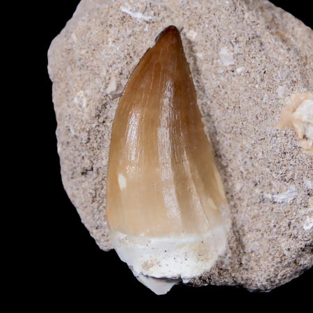 XL 2.1" Mosasaur Prognathodon Fossil Tooth In Matrix Cretaceous Dinosaur Era COA