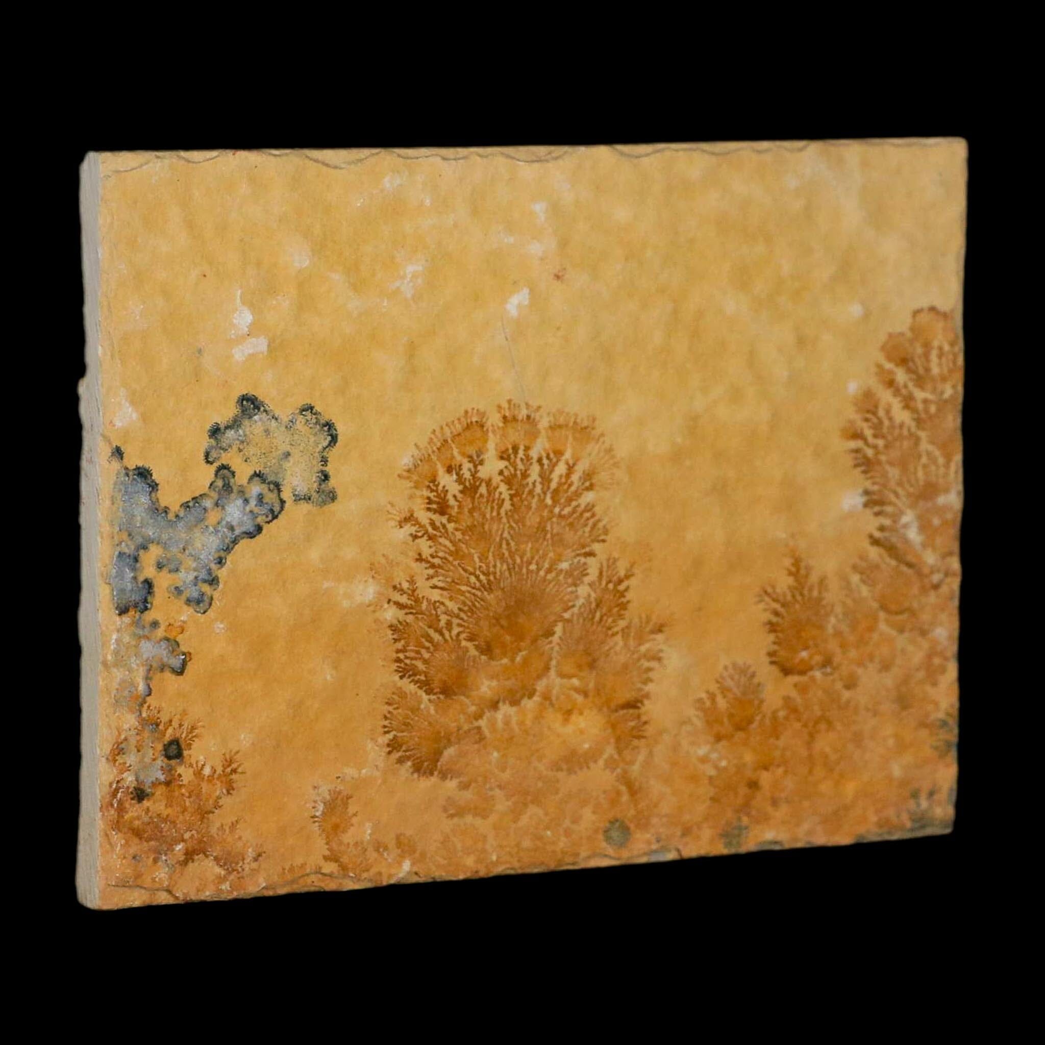 3.1" Pyrolusite Dendritic Limestone Solnhofen Upper Jurassic Age West Germany - Fossil Age Minerals