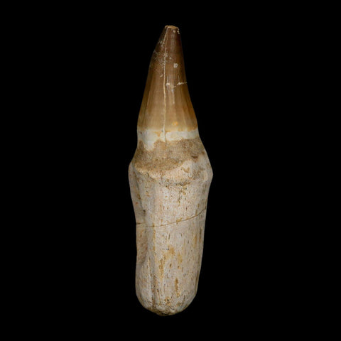 XL 5.1" Mosasaur Prognathodon Fossil Tooth Rooted Cretaceous Dinosaur Era COA