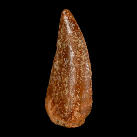0.8" Abelisaur Serrated Tooth Fossil Cretaceous Age Dinosaur Morocco COA, Display - Fossil Age Minerals