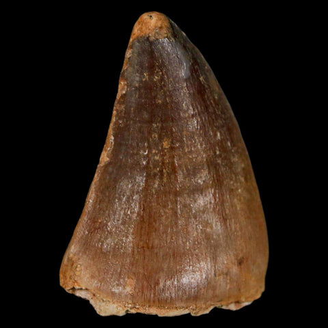 1.8" Mosasaur Prognathodon Fossil Tooth Cretaceous Dinosaur Era COA & Stand - Fossil Age Minerals
