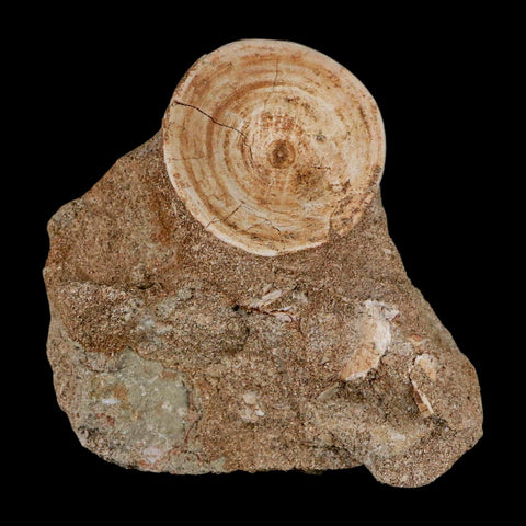 40MM Otodus Obliquus Shark Vertebrae Fossil Bone In Matrix Morocco COA - Fossil Age Minerals