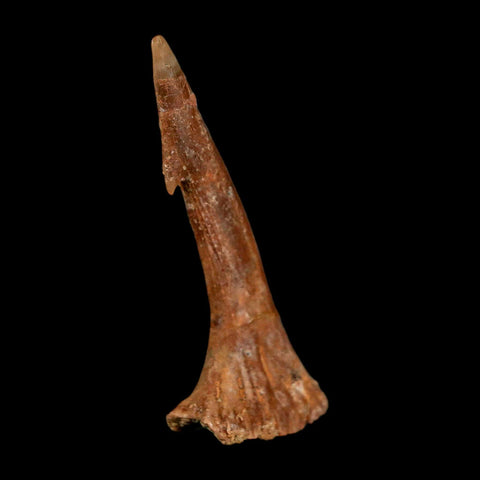 1.7" Sawfish Fossil Tooth Barb Onchopristis Numidus Cretaceous Dinosaur Era COA - Fossil Age Minerals