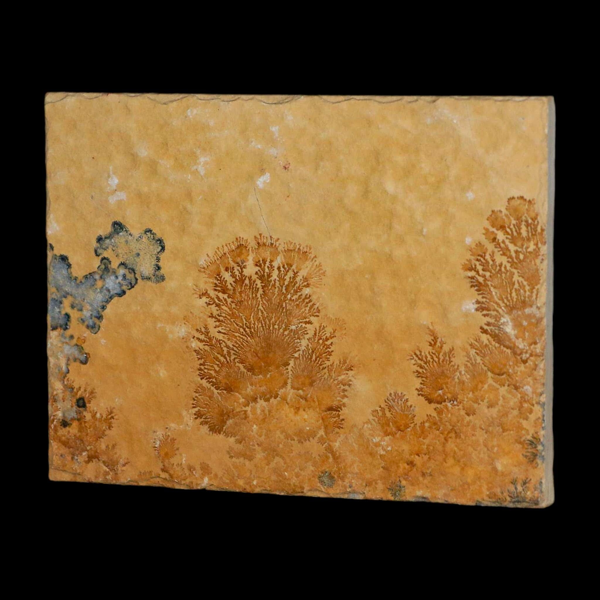 3.1" Pyrolusite Dendritic Limestone Solnhofen Upper Jurassic Age West Germany - Fossil Age Minerals