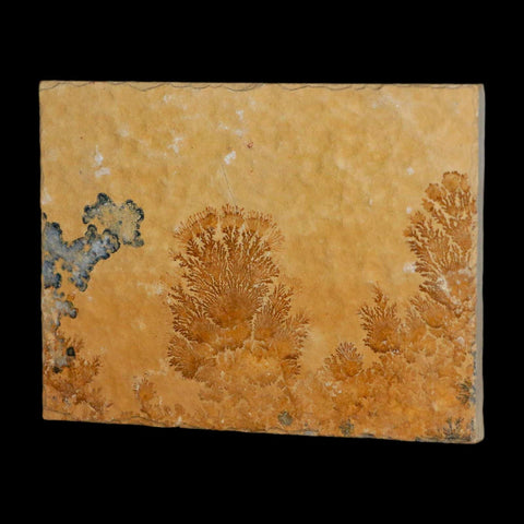 3.1" Pyrolusite Dendritic Limestone Solnhofen Upper Jurassic Age West Germany - Fossil Age Minerals