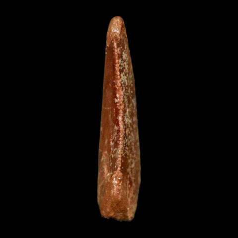 0.8" Abelisaur Serrated Tooth Fossil Cretaceous Age Dinosaur Morocco COA, Display - Fossil Age Minerals