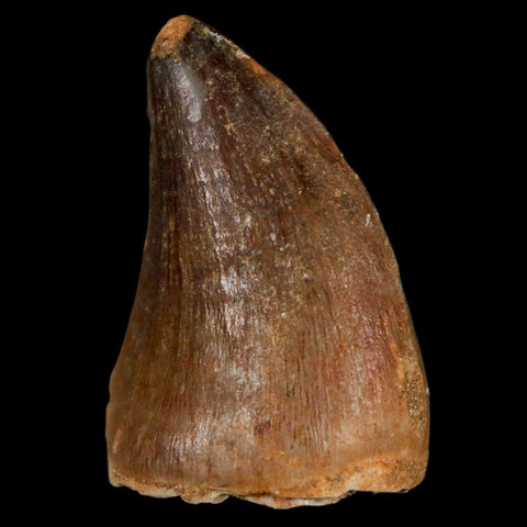 1.8" Mosasaur Prognathodon Fossil Tooth Cretaceous Dinosaur Era COA & Stand - Fossil Age Minerals