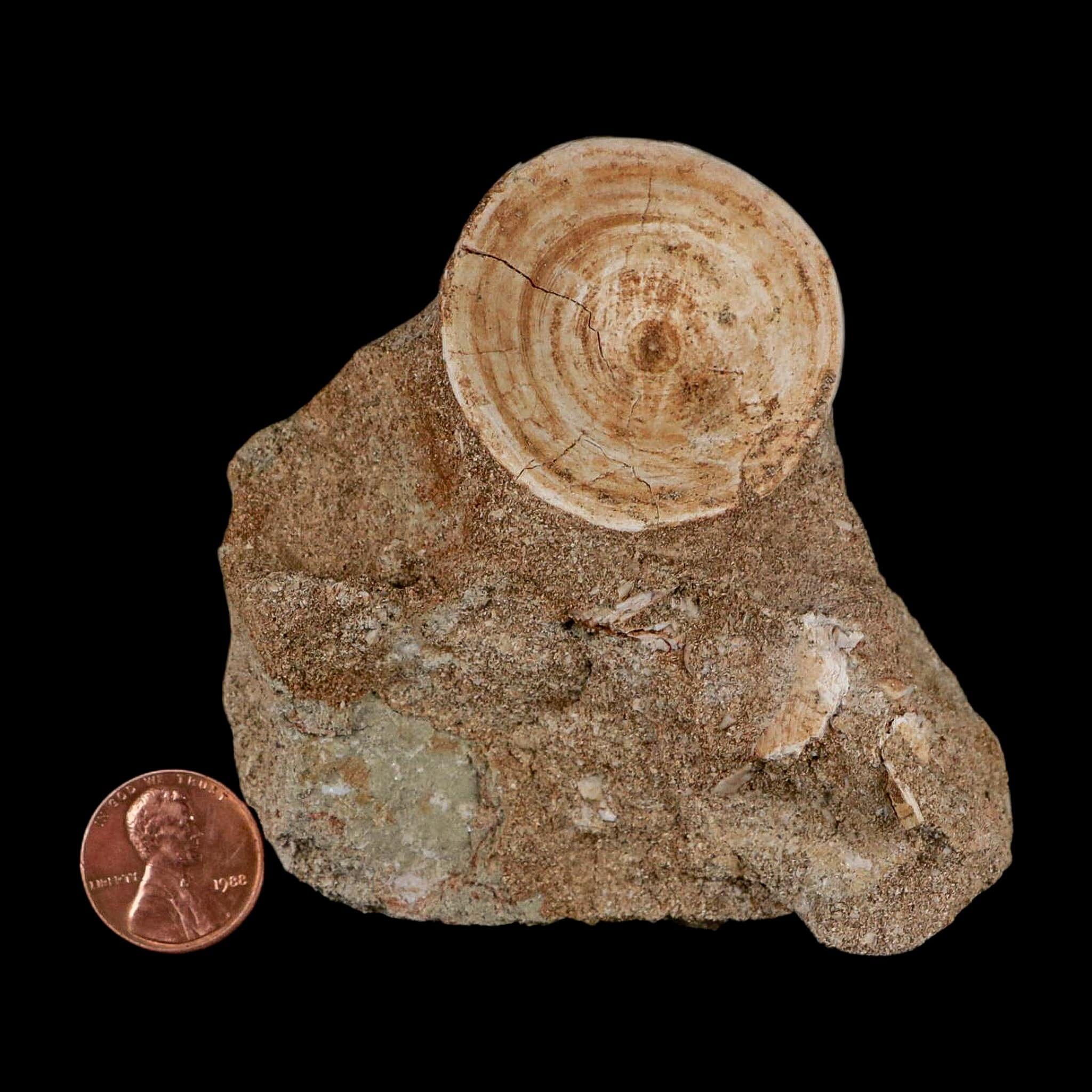 40MM Otodus Obliquus Shark Vertebrae Fossil Bone In Matrix Morocco COA - Fossil Age Minerals