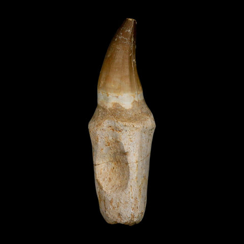 XL 5.1" Mosasaur Prognathodon Fossil Tooth Rooted Cretaceous Dinosaur Era COA