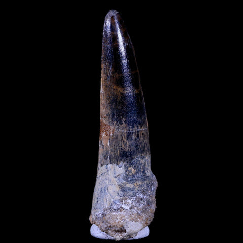 XL 3.2" Spinosaurus Fossil Tooth 100 Mil Yrs Old Cretaceous Dinosaur COA & Stand - Fossil Age Minerals