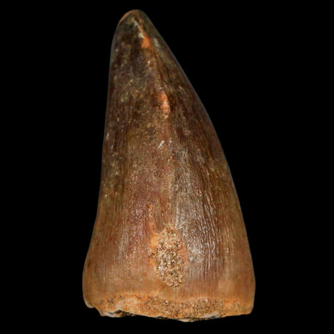 1.8" Mosasaur Prognathodon Fossil Tooth Cretaceous Dinosaur Era COA & Stand - Fossil Age Minerals