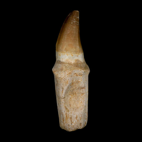 XL 5.1" Mosasaur Prognathodon Fossil Tooth Rooted Cretaceous Dinosaur Era COA
