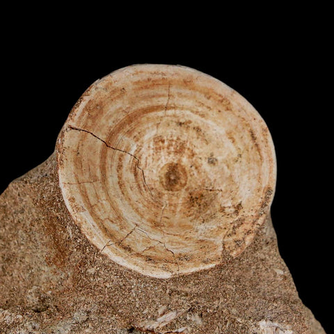 40MM Otodus Obliquus Shark Vertebrae Fossil Bone In Matrix Morocco COA - Fossil Age Minerals