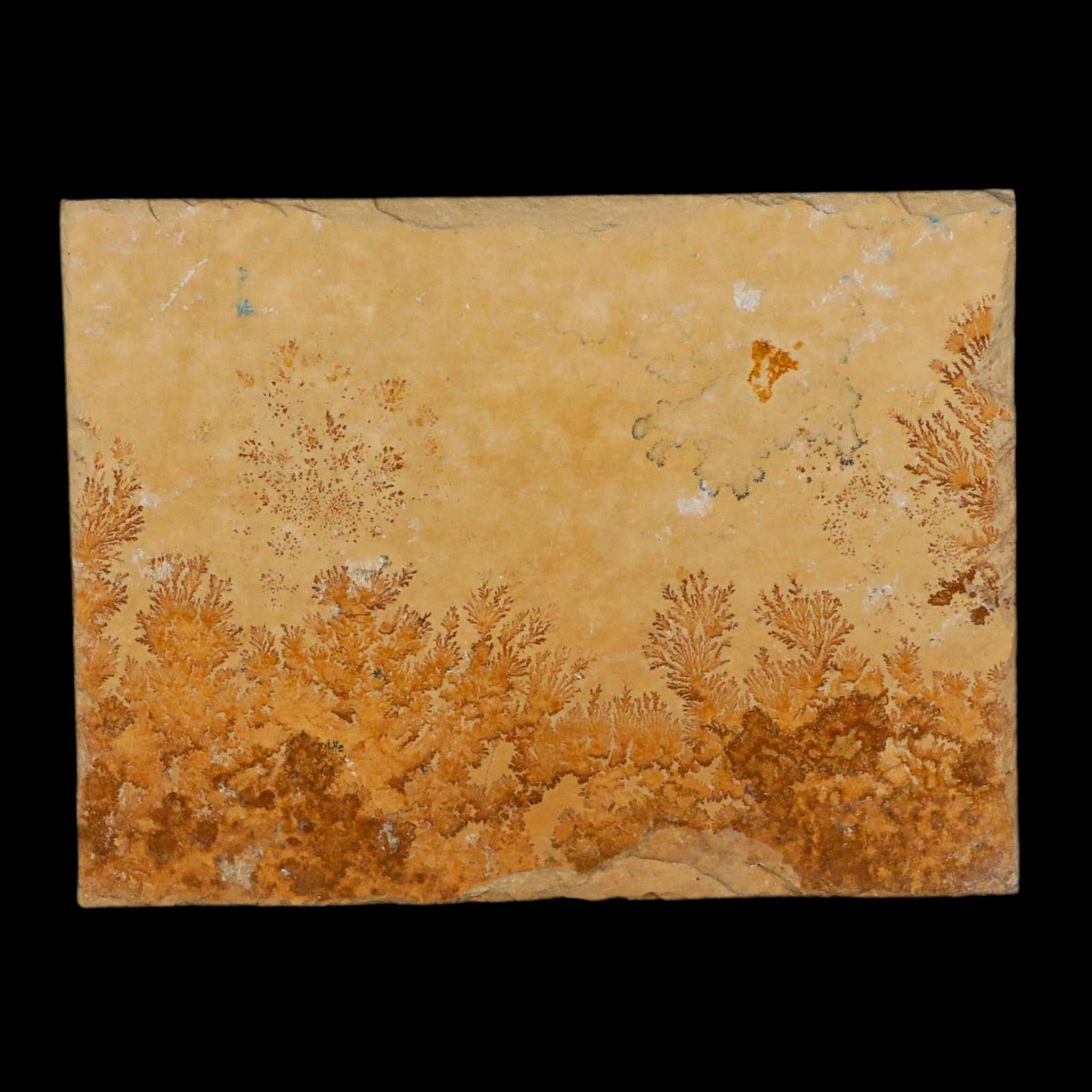 3.1" Pyrolusite Dendritic Limestone Solnhofen Upper Jurassic Age West Germany - Fossil Age Minerals