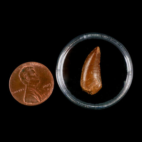 0.8" Abelisaur Serrated Tooth Fossil Cretaceous Age Dinosaur Morocco COA, Display - Fossil Age Minerals