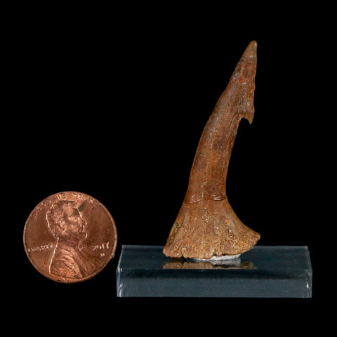 1.7" Sawfish Fossil Tooth Barb Onchopristis Numidus Cretaceous Dinosaur Era COA - Fossil Age Minerals