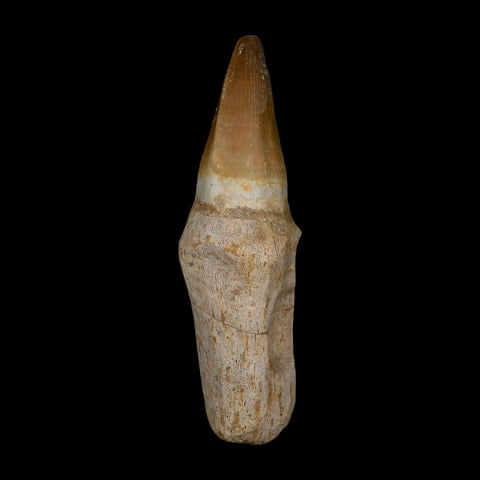 XL 5.1" Mosasaur Prognathodon Fossil Tooth Rooted Cretaceous Dinosaur Era COA
